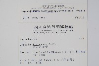 裂葉秋海棠藏品圖，第2張