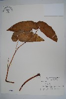 圓果秋海棠藏品圖，第1張