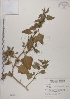 番杏藏品圖，第1張