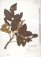 羅氏鹽膚木藏品圖，第1張