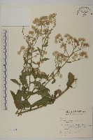 裂葉艾納香藏品圖，第1張