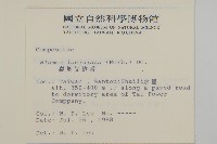 裂葉艾納香藏品圖，第2張