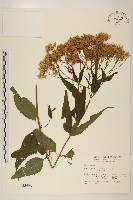 塔山澤蘭藏品圖，第1張