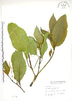 美洲商陸藏品圖，第1張