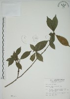 山黃梔藏品圖，第1張