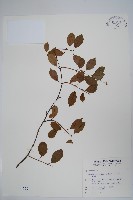 酸藤藏品圖，第1張