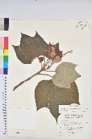 野桐藏品圖，第1張