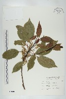 薯豆藏品圖，第1張