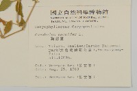 狗筋蔓藏品圖，第2張