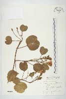 馬鞍藤藏品圖，第1張