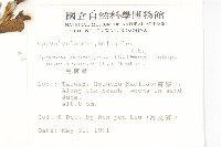 馬鞍藤藏品圖，第2張