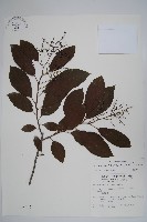 厚殼樹藏品圖，第1張