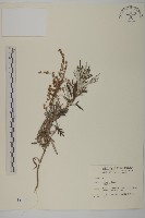 太魯閣艾藏品圖，第1張