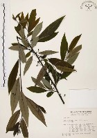 山胡椒藏品圖，第1張