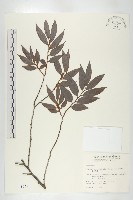 軟毛柿藏品圖，第1張