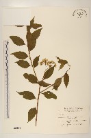 小舌菊、蔓綿菜藏品圖，第1張