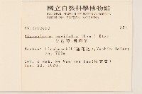 小舌菊、蔓綿菜藏品圖，第2張