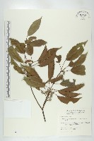 薯豆藏品圖，第1張