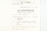 菟絲子藏品圖，第2張