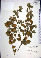 圓葉金午時花藏品圖，第1張