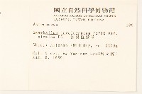 細葉鼠麴草藏品圖，第2張