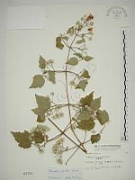 串鼻龍藏品圖，第1張