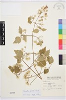 串鼻龍藏品圖，第2張