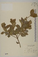 刺果衛矛藏品圖，第1張