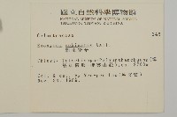 刺果衛矛藏品圖，第2張