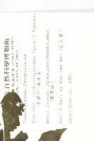 木鱉子藏品圖，第2張