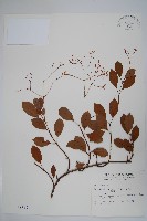 酸藤藏品圖，第1張