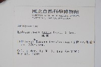 酸藤藏品圖，第2張