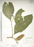 日本商陸、圓果商陸藏品圖，第1張