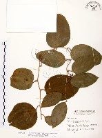 糙莖菝契藏品圖，第1張