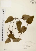 千金藤、金線吊烏龜藏品圖，第1張