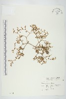 石板菜藏品圖，第1張