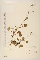 矮菊藏品圖，第1張