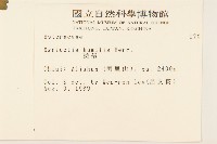 矮菊藏品圖，第2張