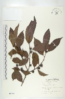 山紅柿藏品圖，第3張