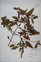 狹葉莢迷藏品圖，第1張