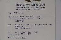 狹葉莢迷藏品圖，第2張