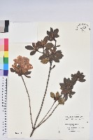 金毛杜鵑藏品圖，第1張