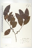 山紅柿藏品圖，第1張