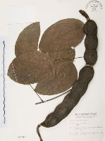 血藤、青山籠藏品圖，第1張