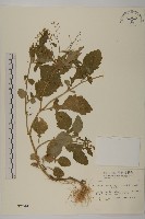 茯苓菜藏品圖，第1張