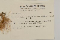 茯苓菜藏品圖，第2張