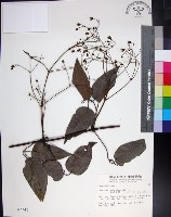 麥氏鐵線蓮藏品圖，第1張