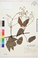 麥氏鐵線蓮藏品圖，第2張