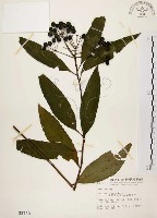 黑星紫金牛藏品圖，第1張