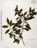 山胡椒藏品圖，第1張